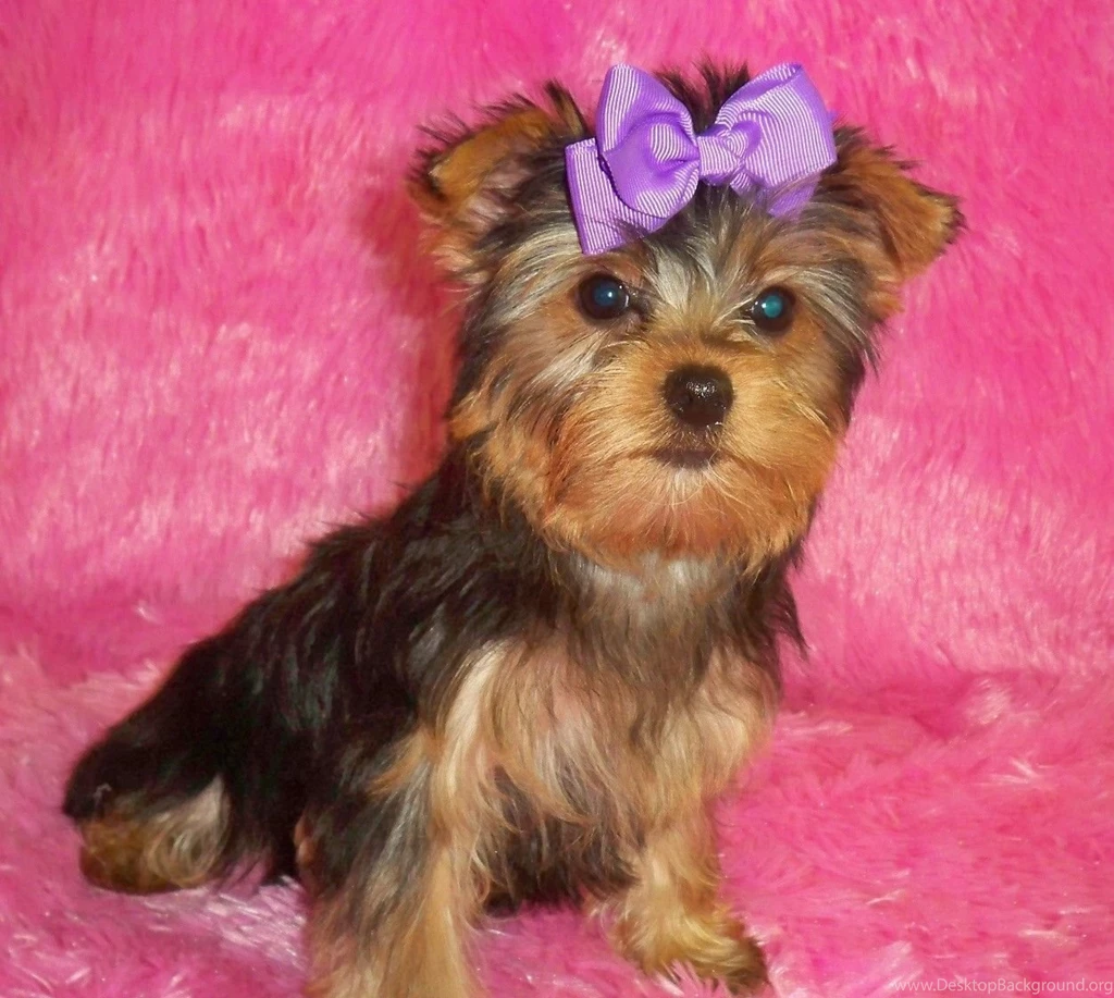 Cool Yorkshire Terrier Puppies Images