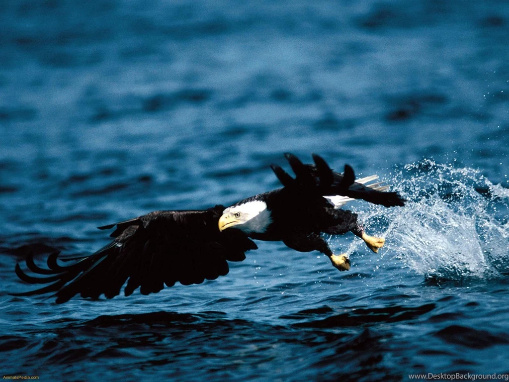 Desktop images for eagles download.jpg