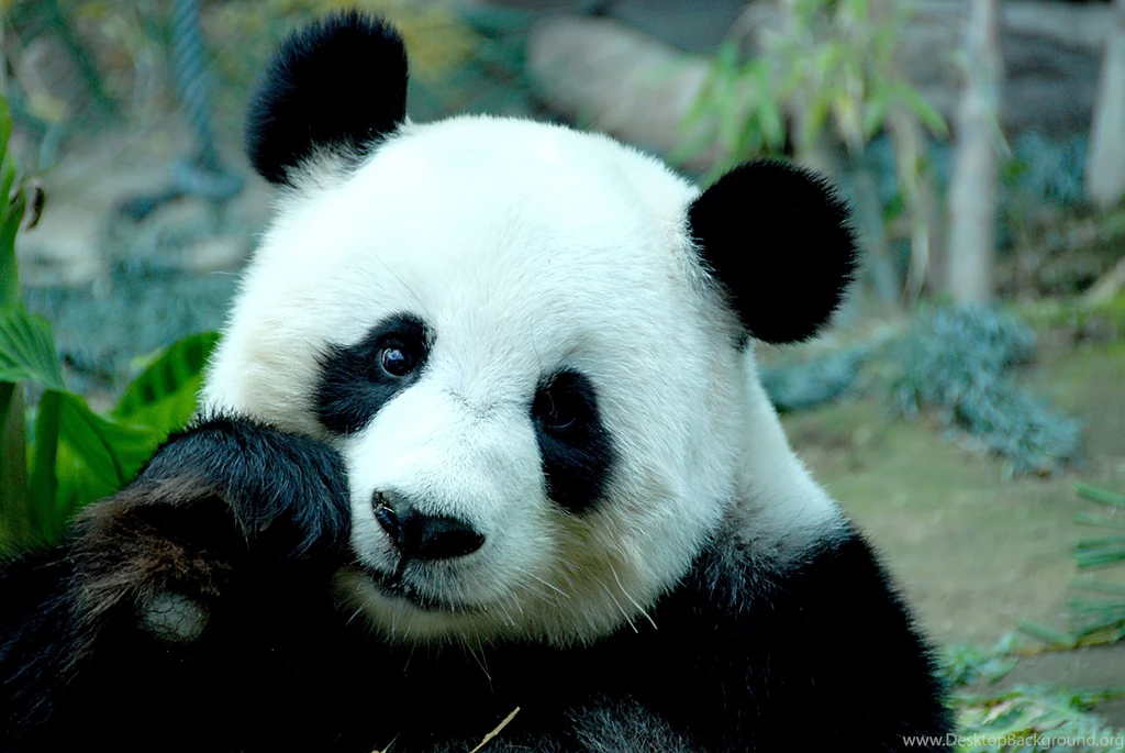 177 Panda HD Wallpapers Desktop Background