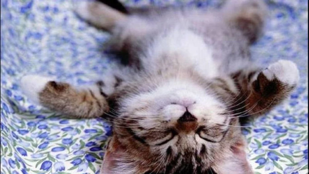 Cat Desktop Backgrounds HD Wallpapers And Pictures