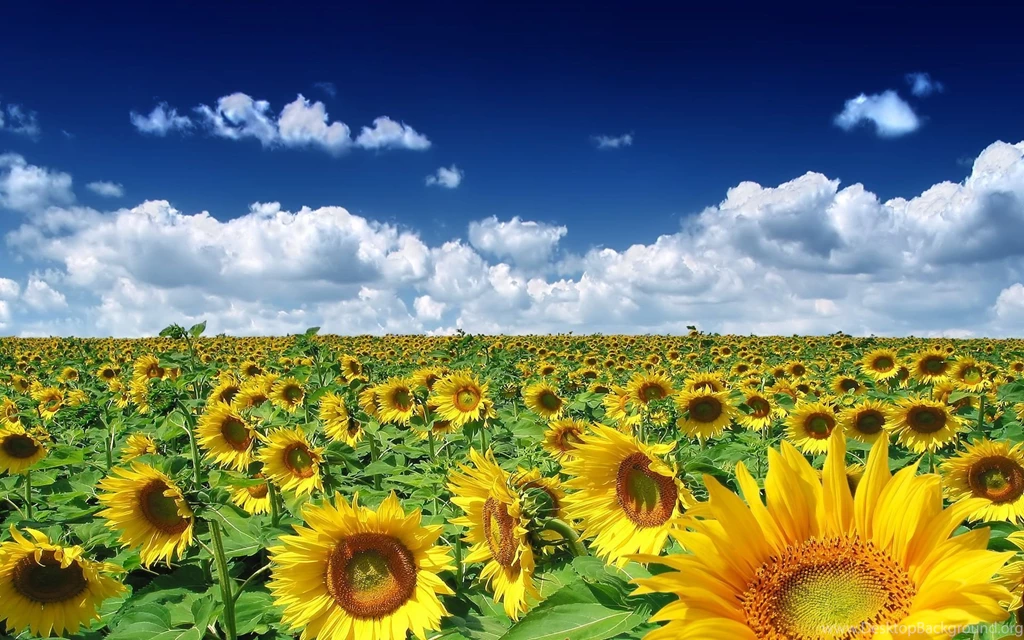 Summer Wallpapers Desktop Backgrounds 55179 Desktop Wallpapers