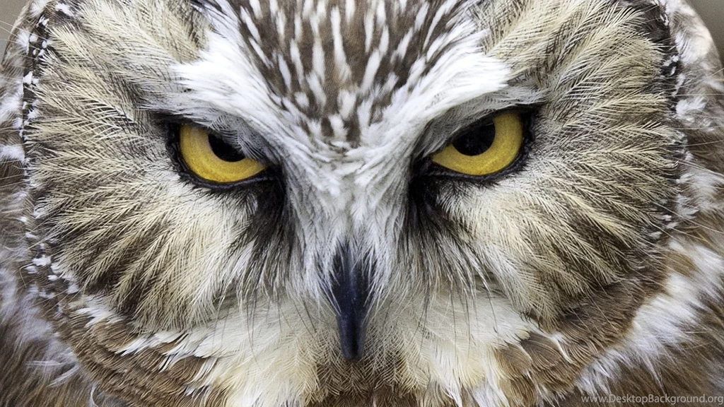 Owl Computer Wallpapers, Desktop Backgrounds