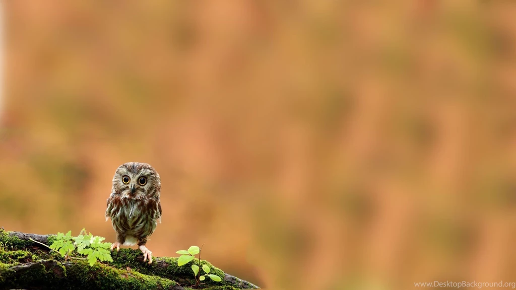 Cute Owl Wallpapers Widescreen Resolution Download