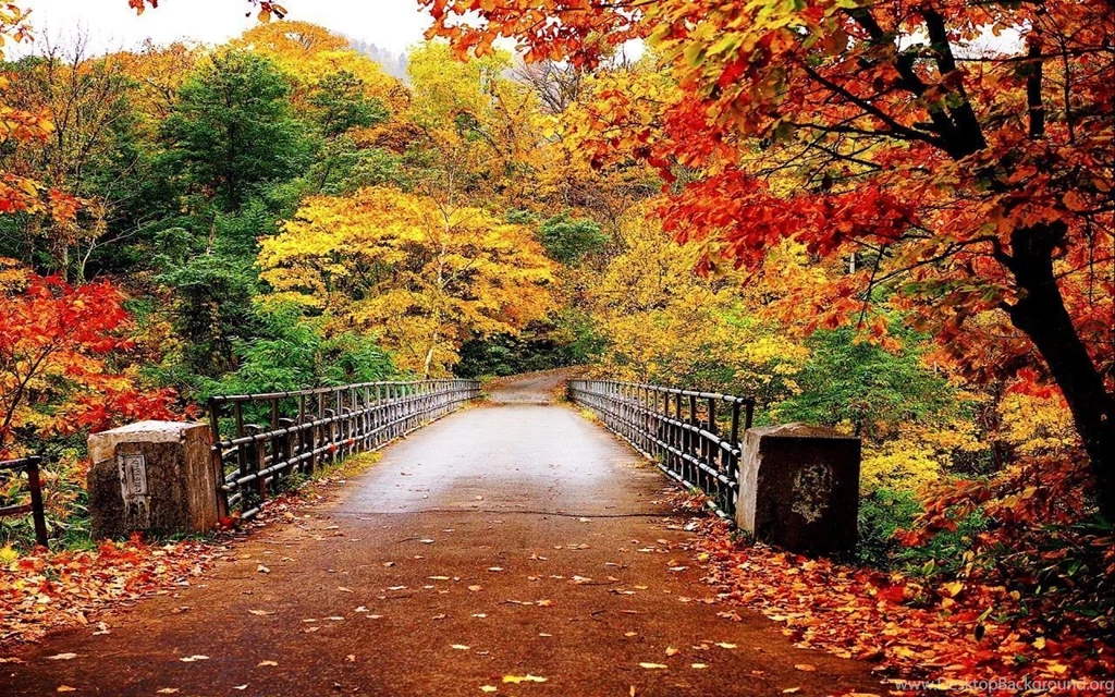 Nature Fall Phoography Wallpapers