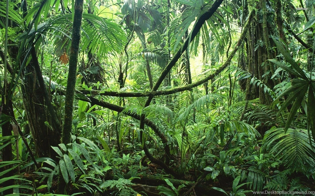 Jungle Rainforest Wallpapers