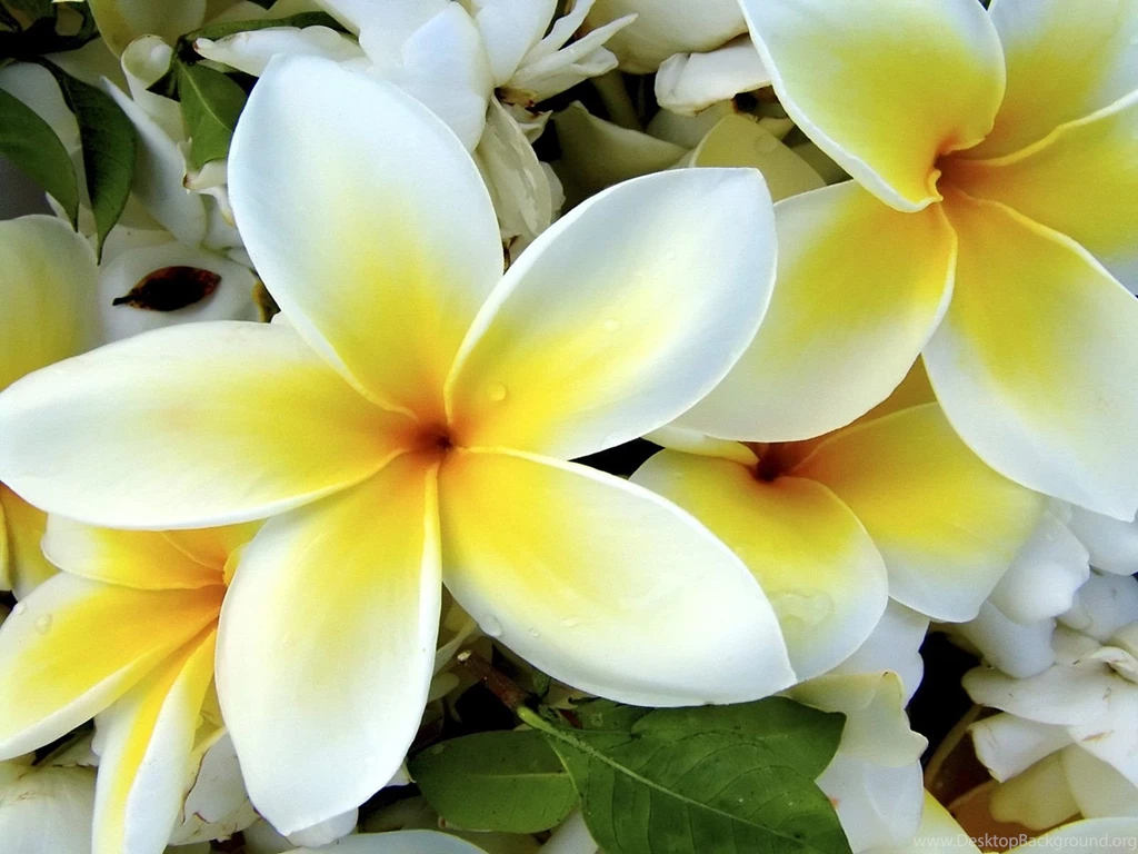 Tropical plumeria flower.jpg