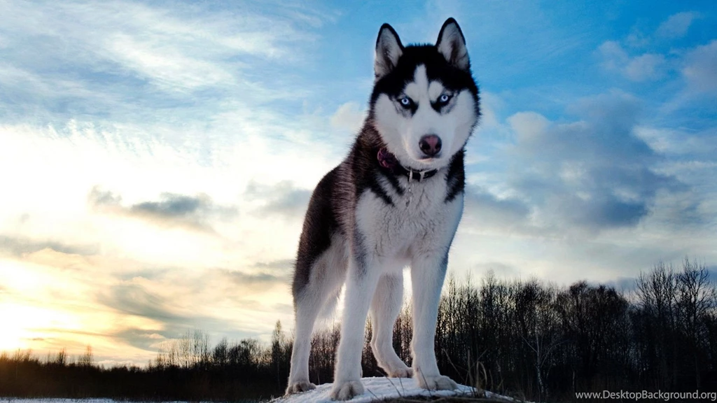 Www.intrawallpaper.com Animals Page 2