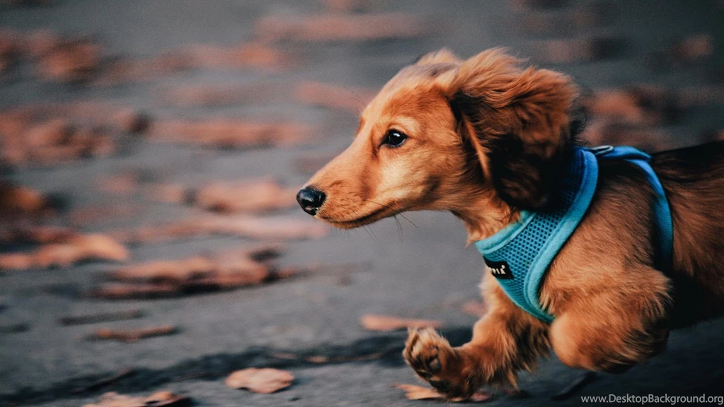 Dachshund Wallpapers Hd Wallapers, Pictures, Pics, Images ...