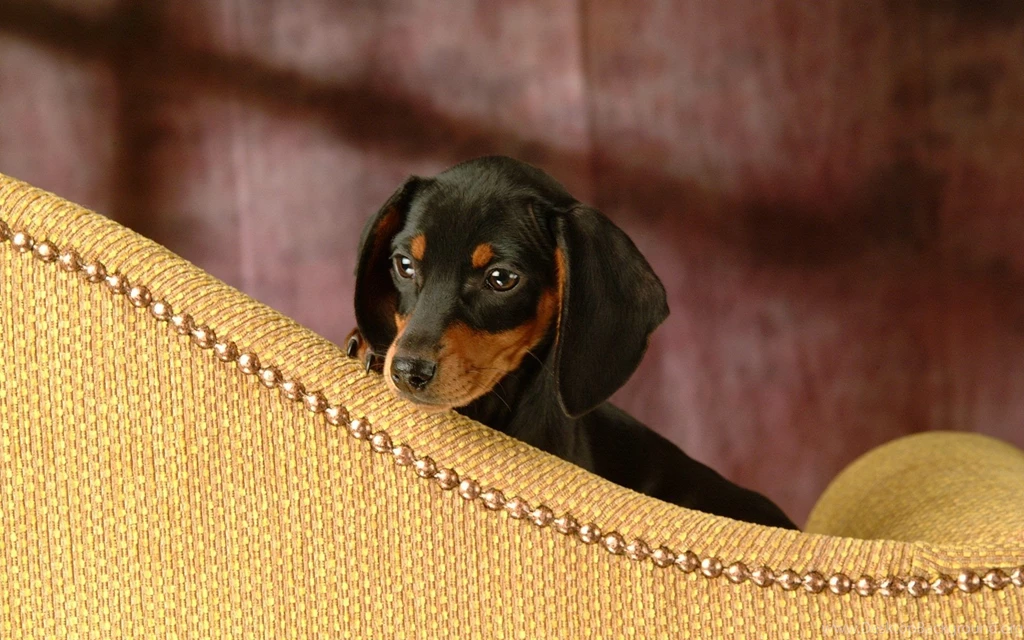Miniature Dachshund Puppies Wallpapers Puppy Dachshund 1920x1200 ...