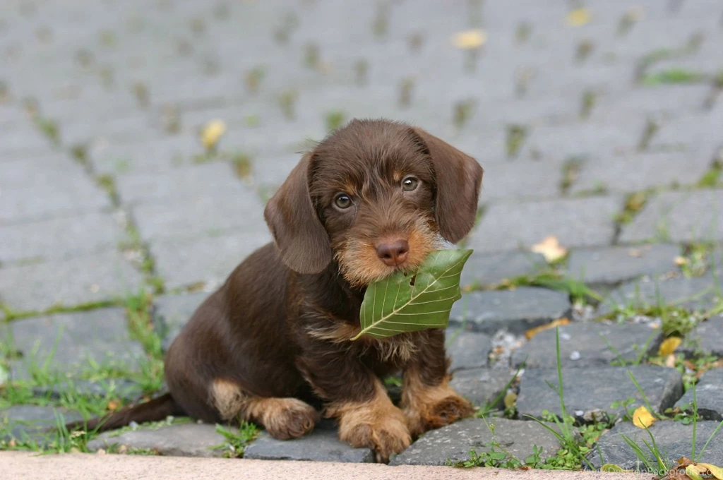 Dachshund Wallpapers Hd Wallapers, Pictures, Pics, Images, Photos