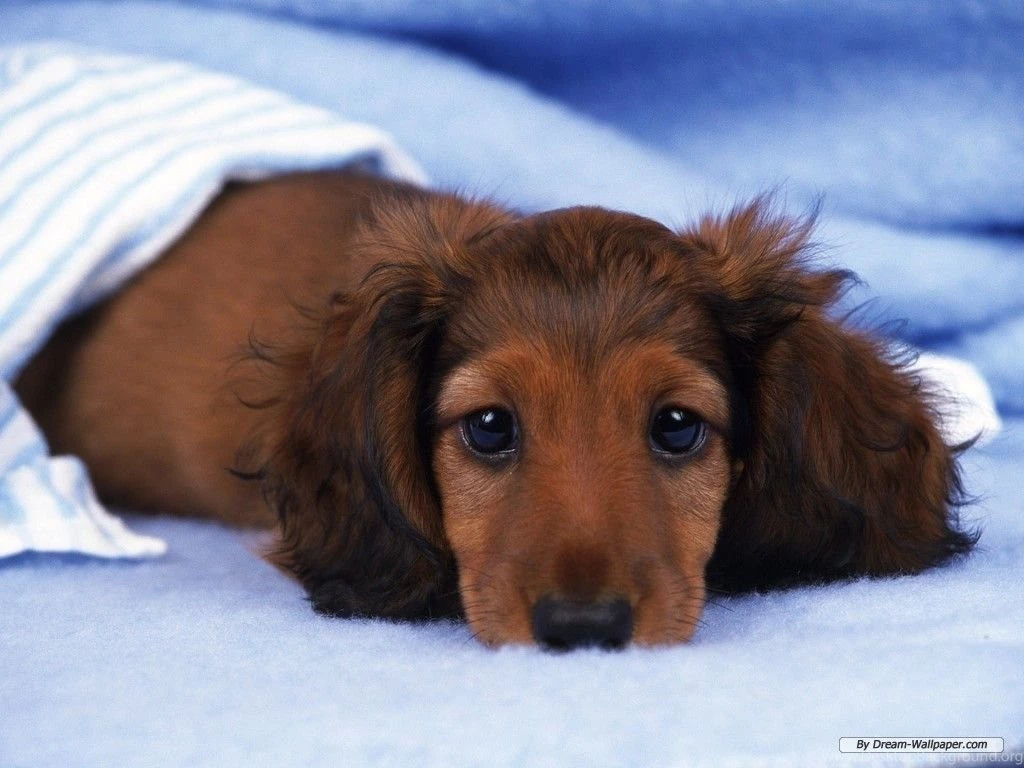 Mini Dachshund Wallpapers Dogs Wallpapers (7014512) Fanpop