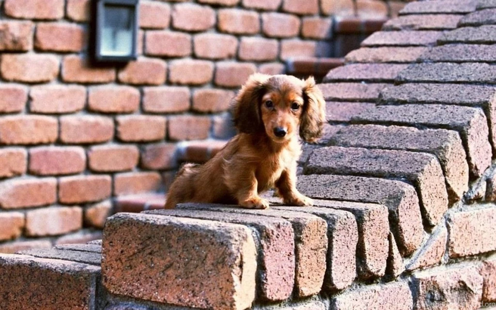 Dachshund Wallpapers 1280x800 Wallpapers,Dachshund 1280x800 ...