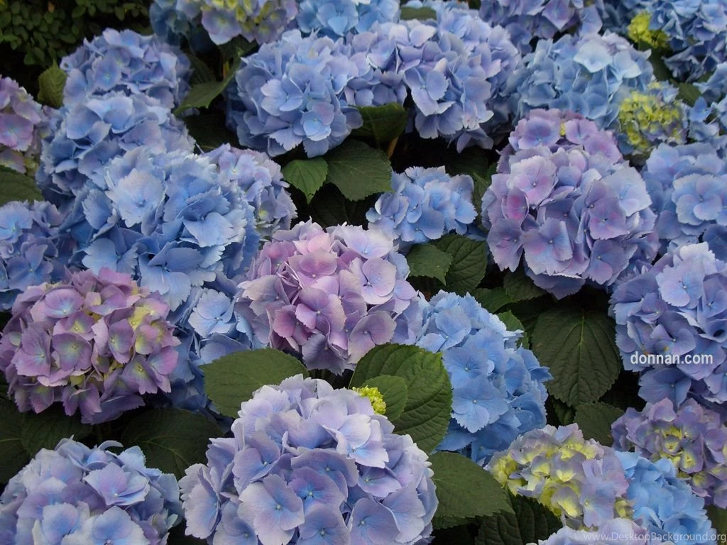 Top Hydrangea Blue Background Images For Pinterest Desktop Background