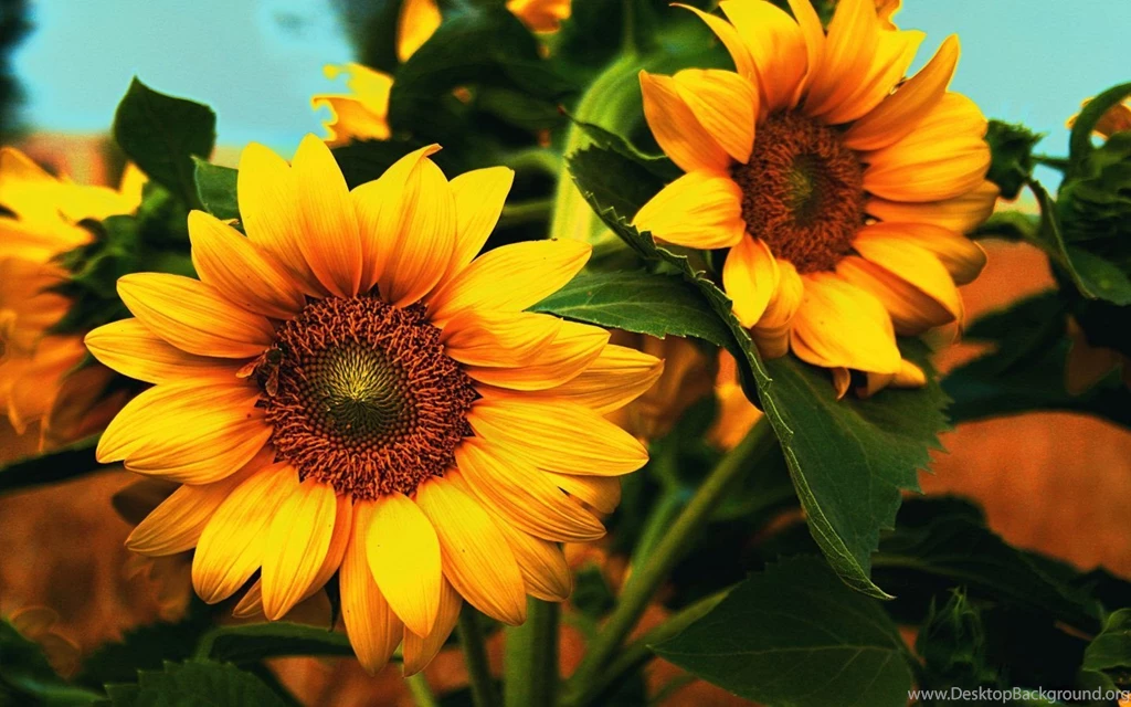 Orange Sunflower Wallpapers
