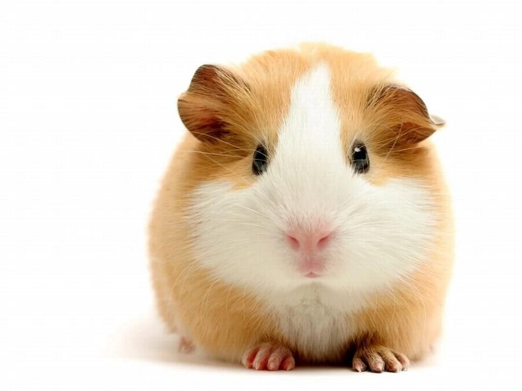 Download Guinea Pig Cute Wallpapers In HD Gallery