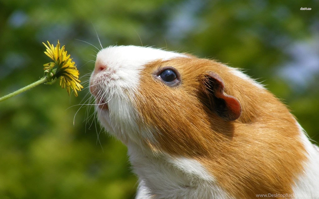 Guinea Pig Smelling Dandelion Wallpapers Animal Wallpapers