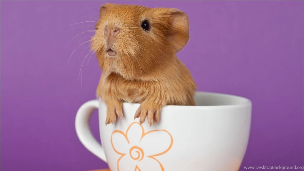 Download Wallpapers 3840x2160 Guinea Pig, Cup, Sitting, Ears 4K ...