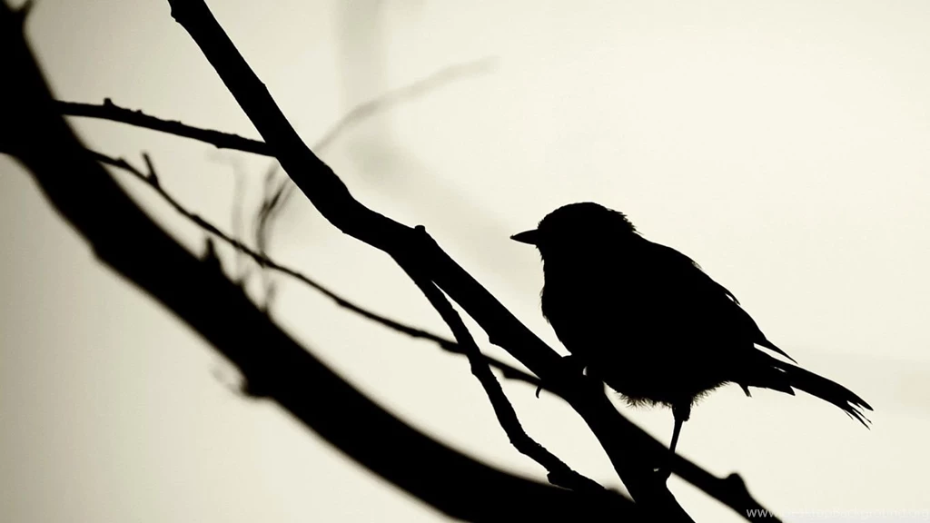 Bird Silhouette HD Desktop Wallpapers : Widescreen : High ...