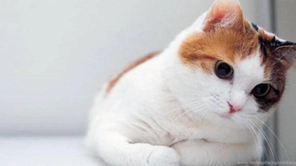 Cat Wallpapers Cool Photo Image Deskotop Cats Wallpapers