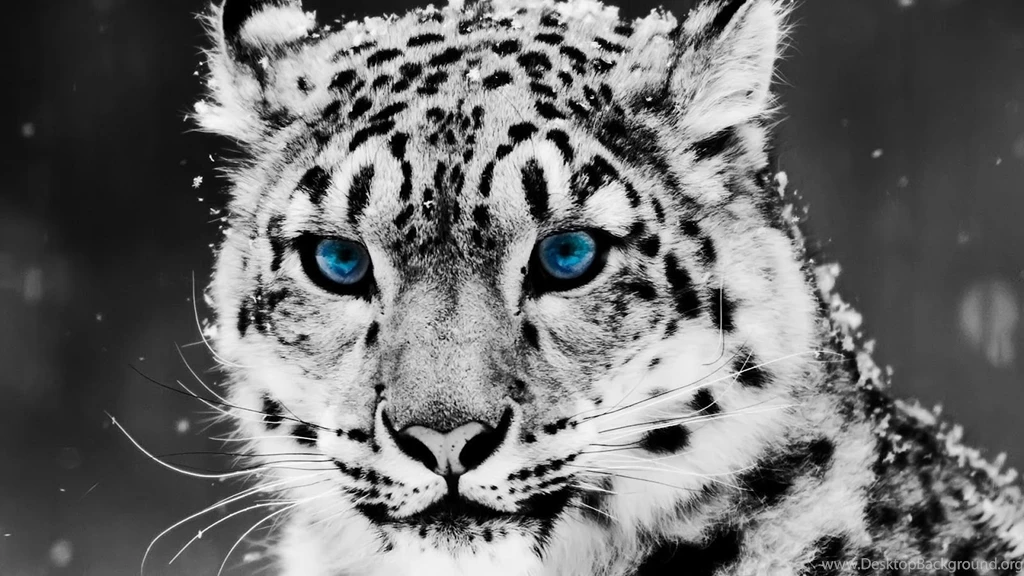 25 Cool Cat Pictures