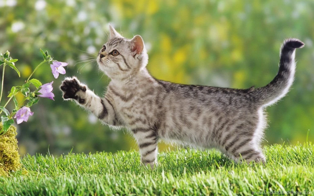 Cats Love Flowers Wallpapers Free
