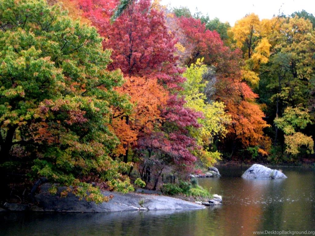 Autumn Tree HD Images