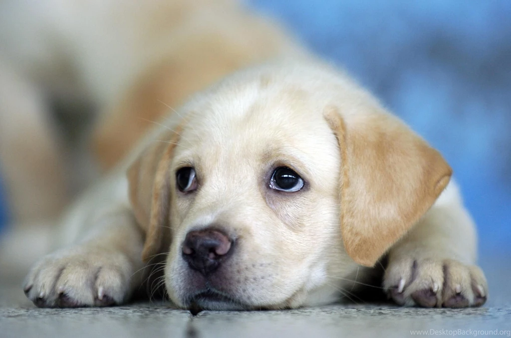 Cute Labrador Puppy Wallpapers HD Free 83289 PowerballForLife