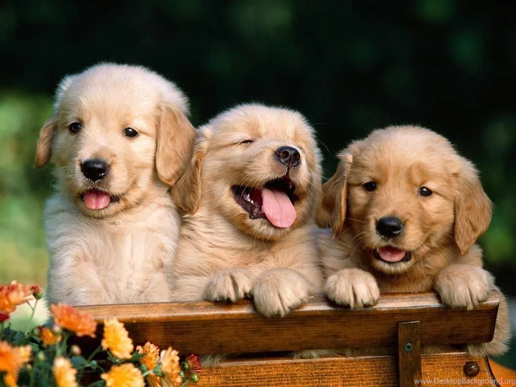 Cute Puppy Wallpapers Free Download Desktop Background