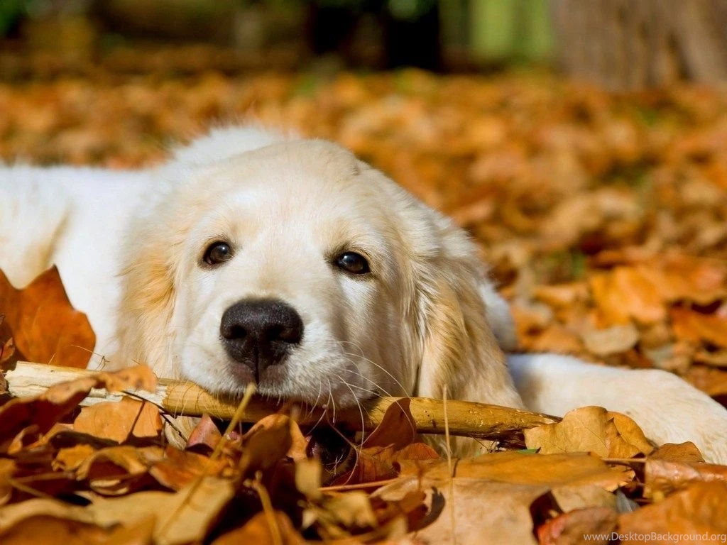Dog Wallpapers , HD Puppy Wallpapers , Free Dog Wallpapers