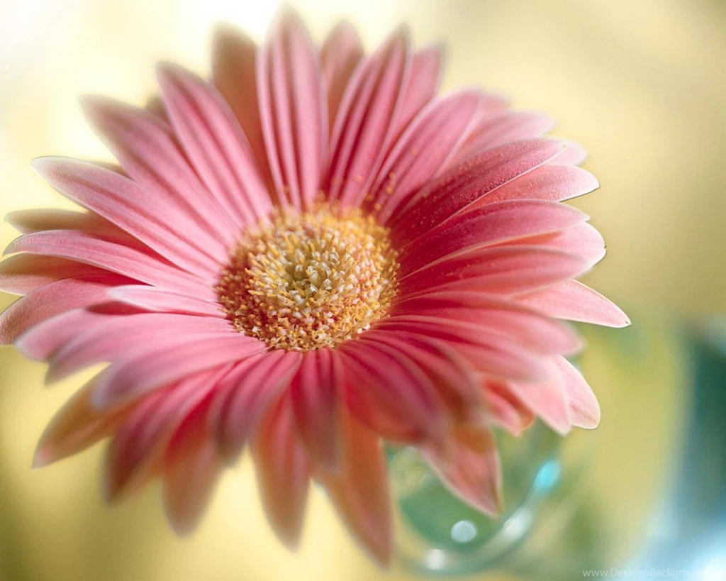 Flower Wallpapers Desktop Backgrounds