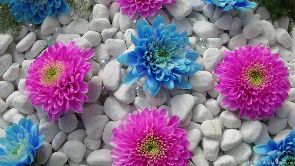 Flowers Hd Wallpapers Download HD Wallpapers Lovely