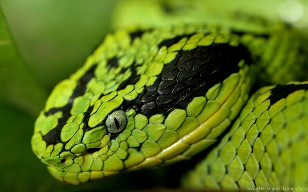 Exotic Snake Wallpapers