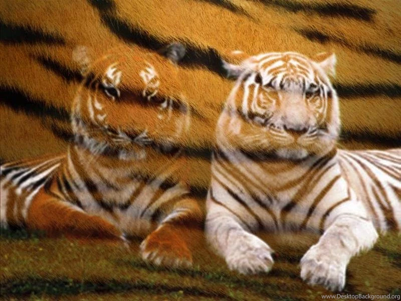 Awesome Tiger Pictures Desktop Backgrounds