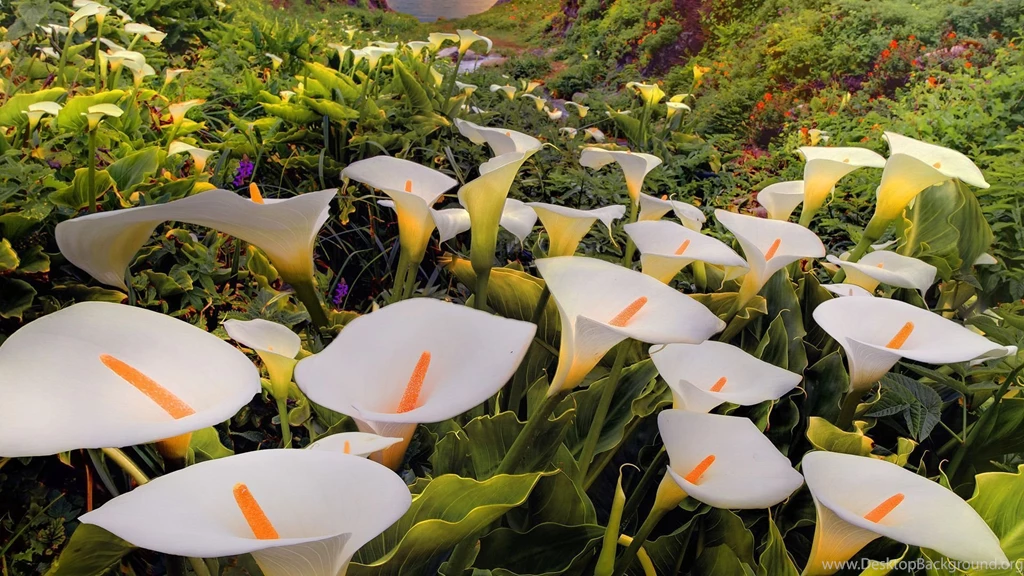 Calla Lilies Wallpapers Free Wide HD Wallpapers