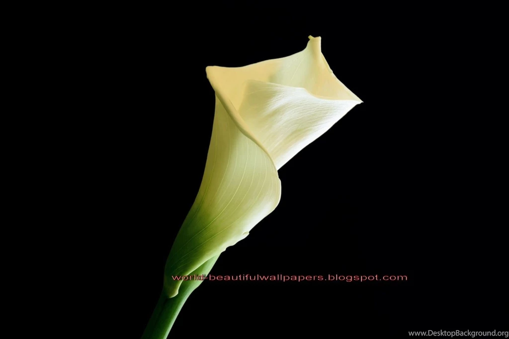Paulbarford Heritage The Ruth: Calla Lily Flowers Wallpapers