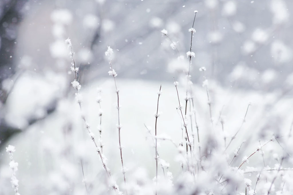 Desktop Backgrounds Winter