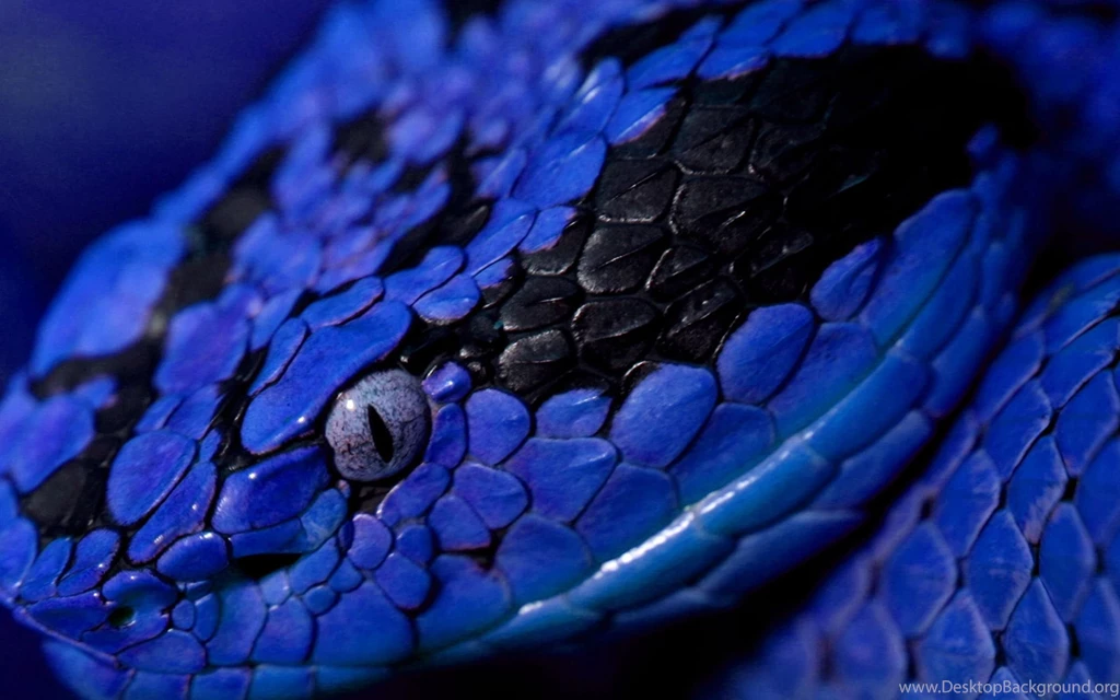 Top Blue Snakes Wallpapers 2560x1600 Images For Pinterest