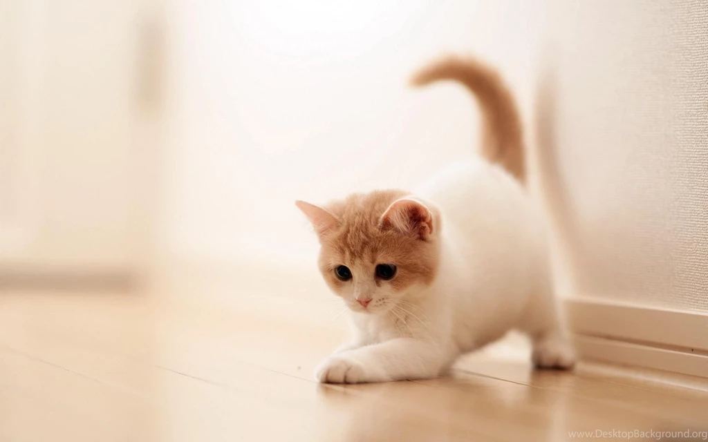 Best Beautiful Cat Wallpaper Backgrounds