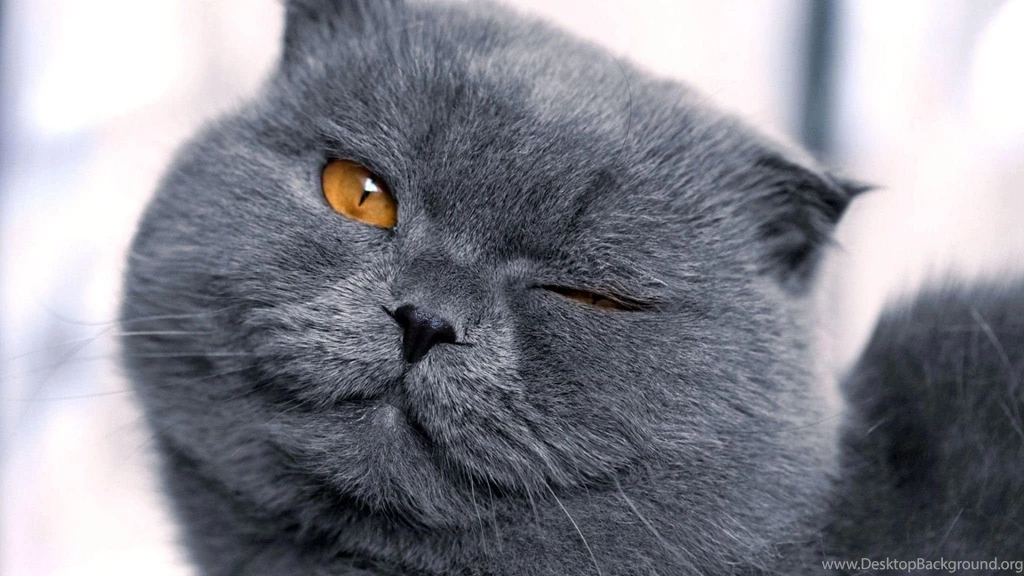 Scottish Fold Cat Wallpapers Download