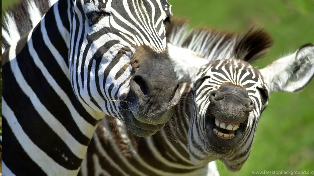 Top Download This Animal Life Images For Pinterest