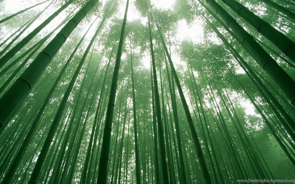 Bamboo Wallpapers HD