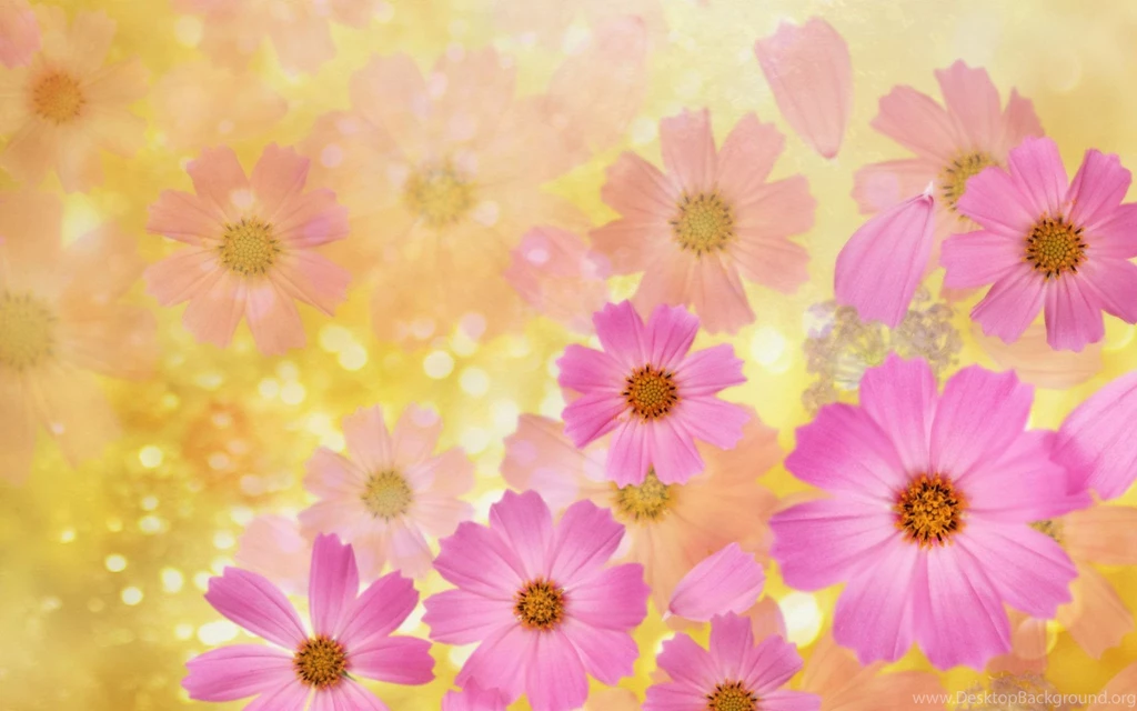 Cosmos Flowers Best Desktop Wallpapers Flower Photo Flower Photo