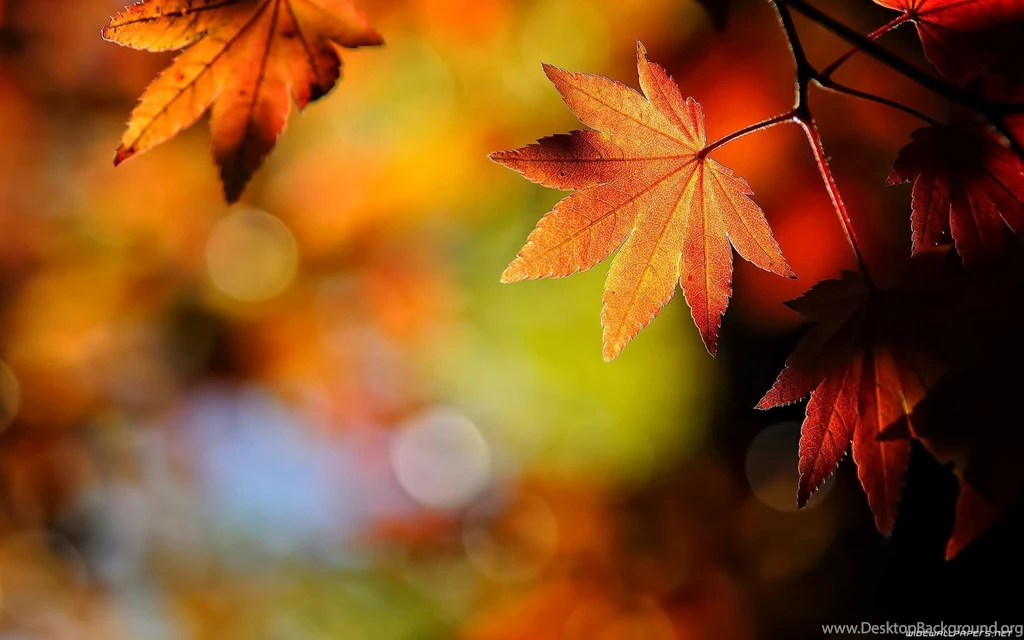 Autumn Leaves Wallpapers