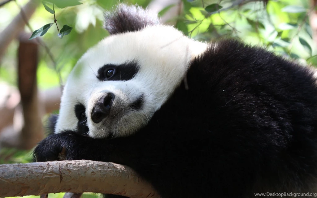 177 Panda HD Wallpapers