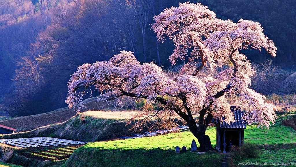 Cherry Blossom Wallpapers