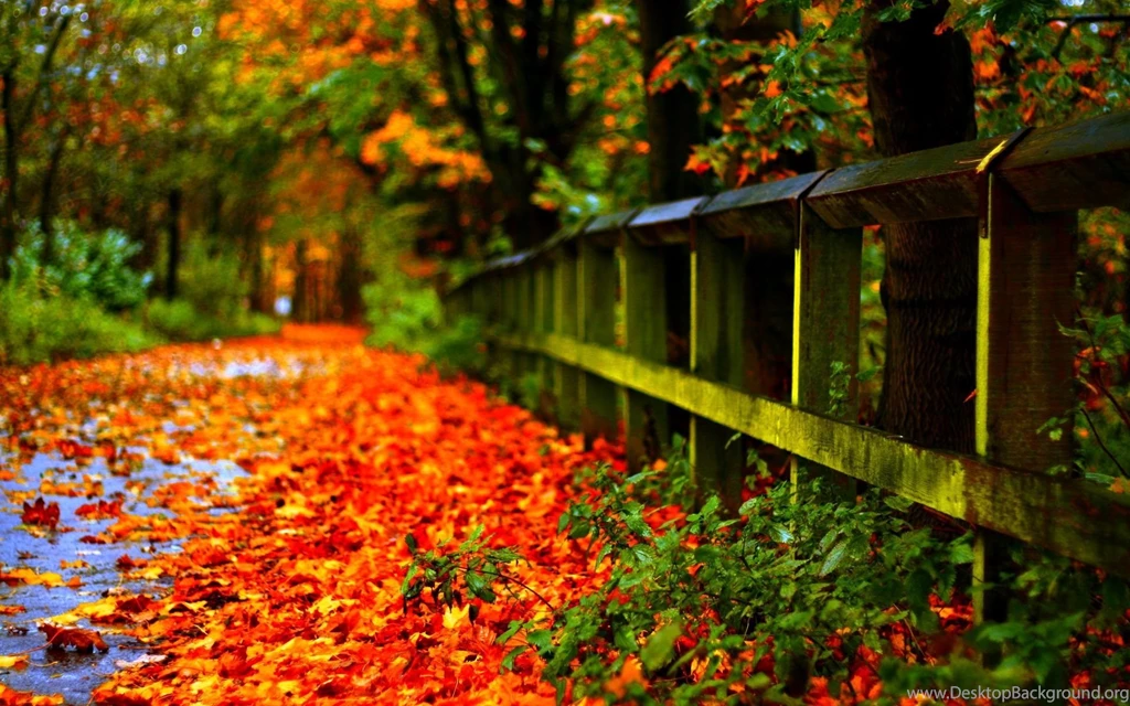 27 Autumn Leaves Wallpapers 1510 :: Fall Hd Wallpapers
