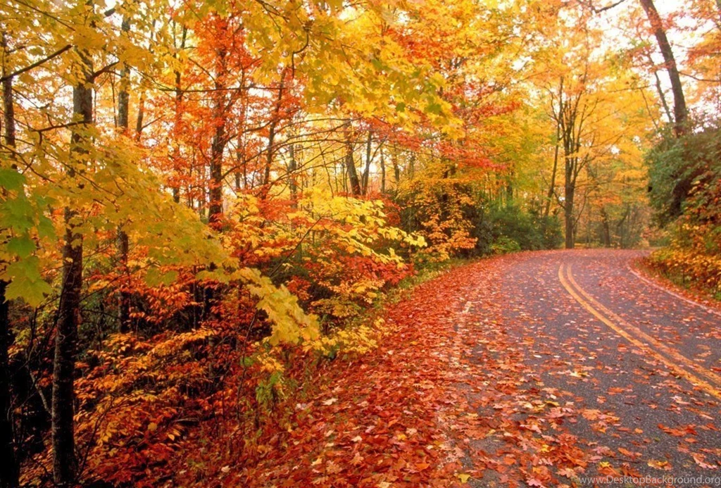 Autumn Trees Wallpapers GRS06