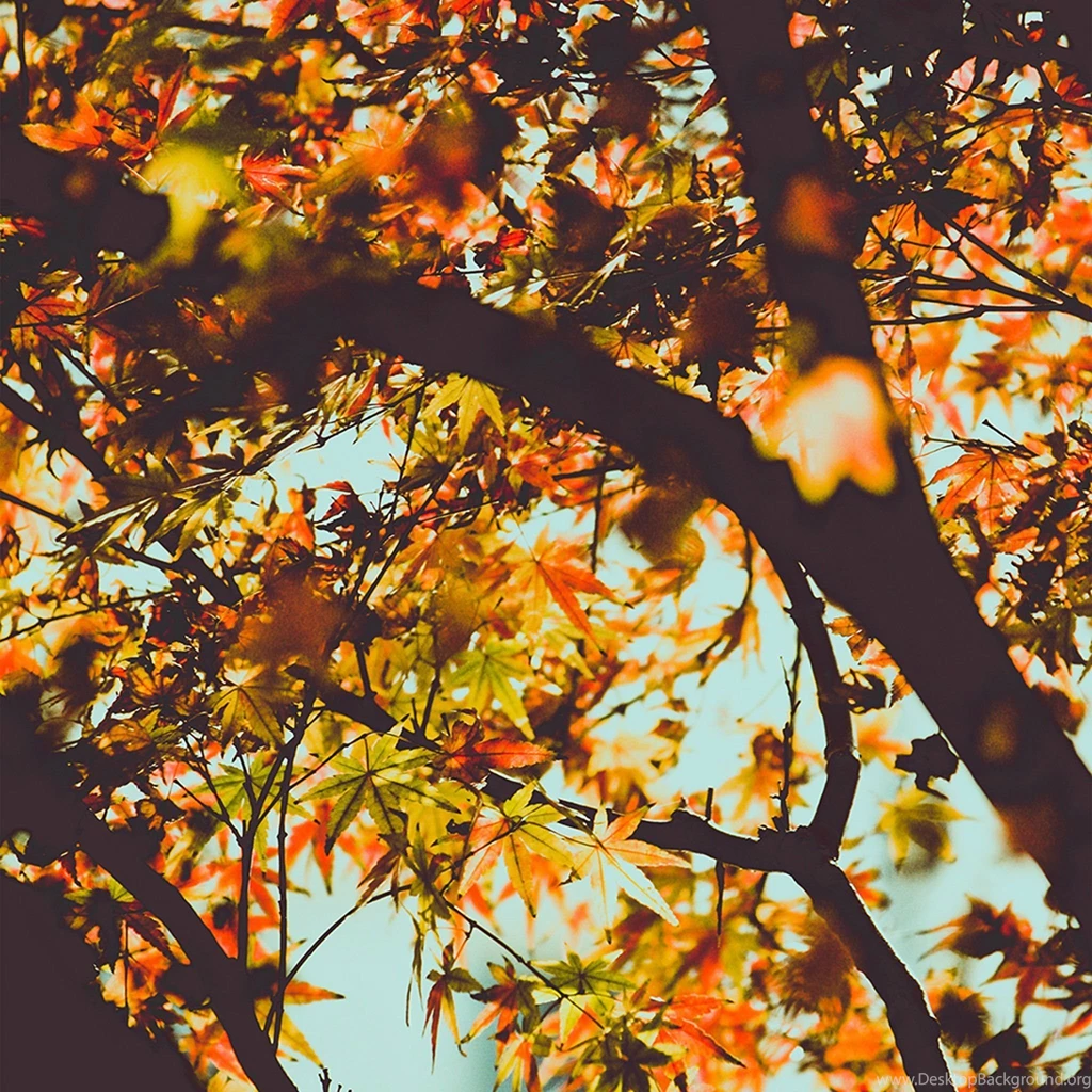 Autumn iPad Wallpapers