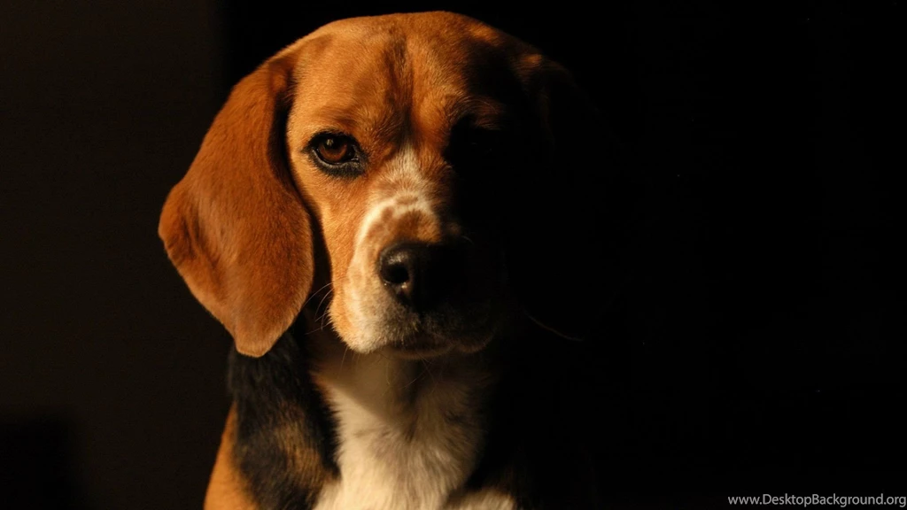 39 Beagle HD Wallpapers