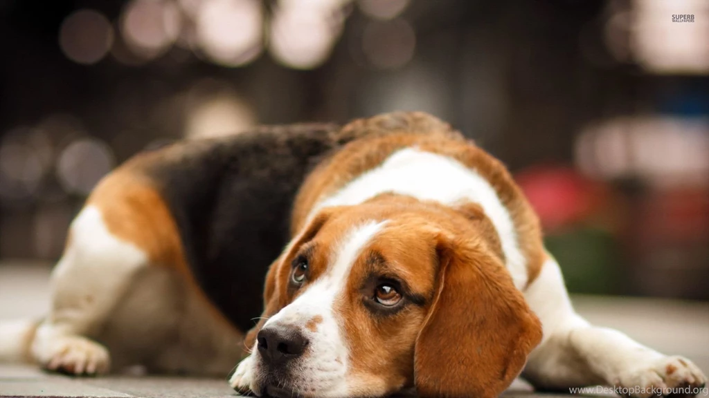 Beagle Wallpapers Animal Wallpapers